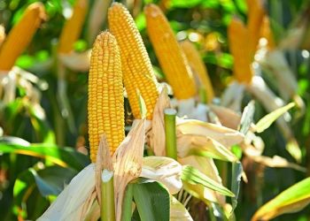 Якщо кукурудзі тісно