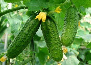 Що шкодить огіркам