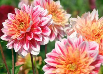 Жоржини пишно цвістимуть на сонячних місцях