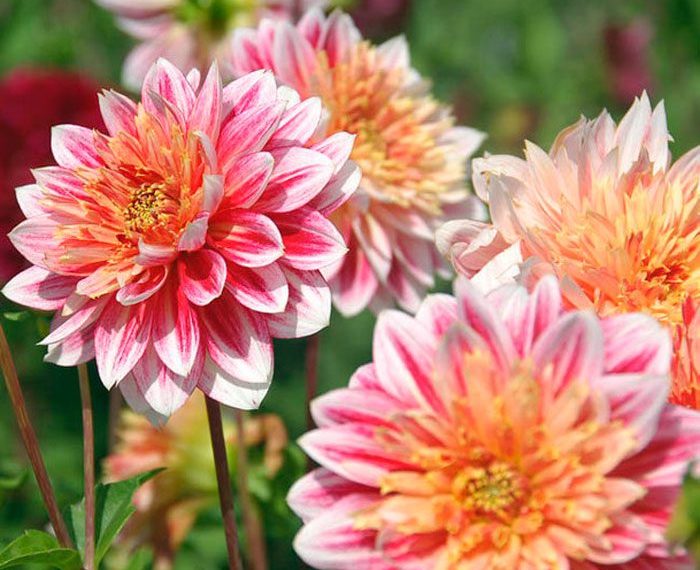 Жоржини пишно цвістимуть на сонячних місцях