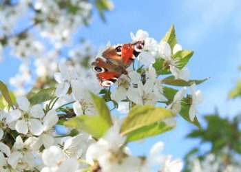 Травень на городі, в саду та квітнику