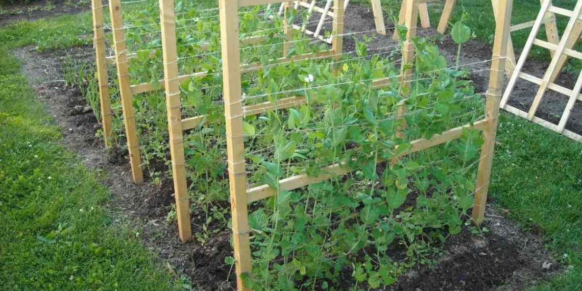 Дерев’яна шпалера для огірків
