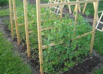Дерев’яна шпалера для огірків