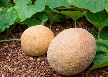 Кілька секретів вирощування динь