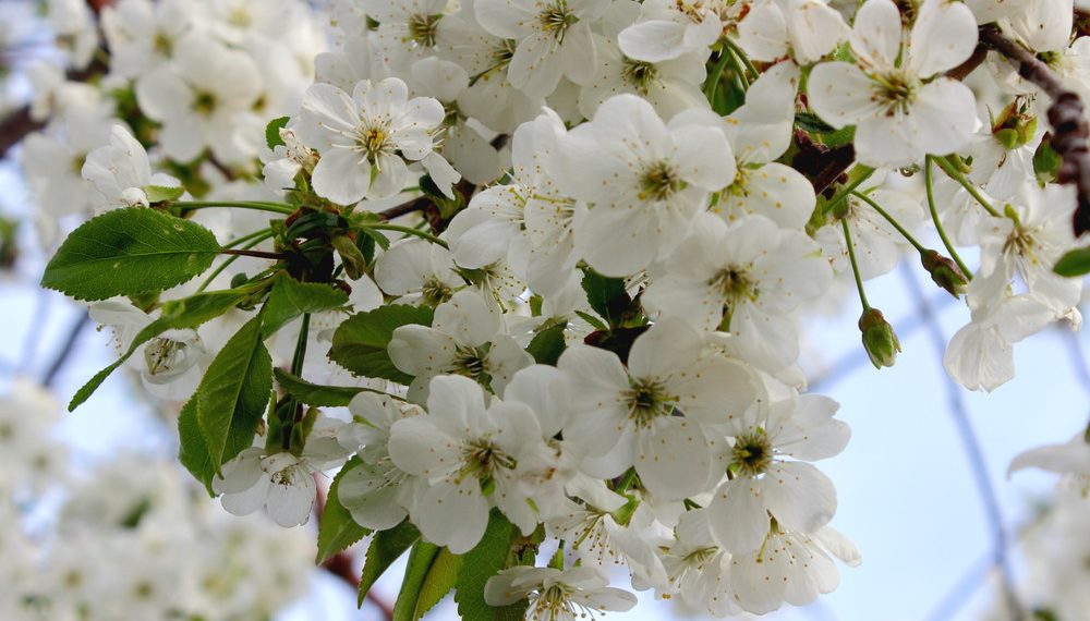 Підживіть вишню