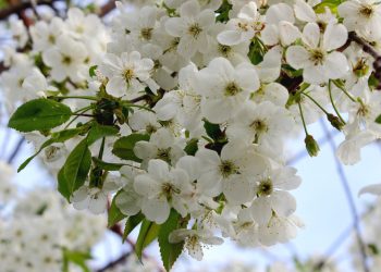 Підживіть вишню