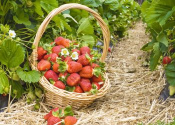 Червень на городі, в саду та квітнику