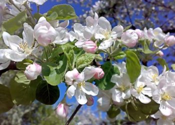 Парша на яблуні