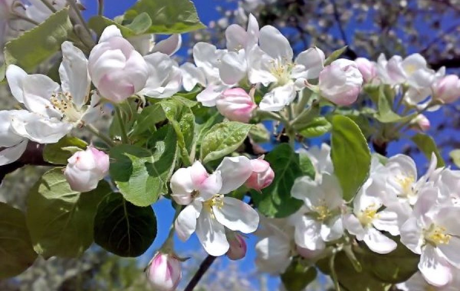 Парша на яблуні