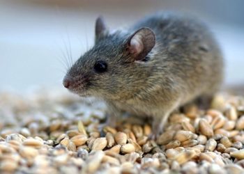 Гризуни переносять збудників багатьох хвороб