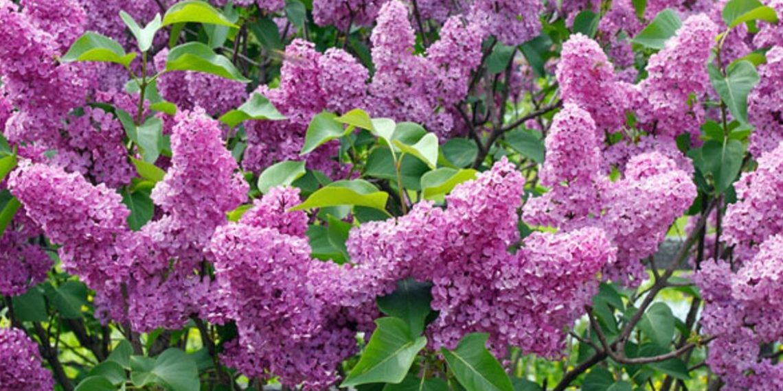 Після цвітіння бузок потрібно обрізати