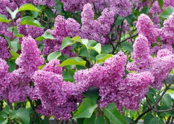 Після цвітіння бузок потрібно обрізати