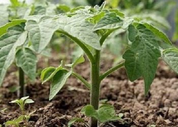 Висаджуючи помідори додайте в лунку жменю золи