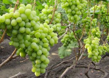 Троянди й виноград: чи дійсно є користь?