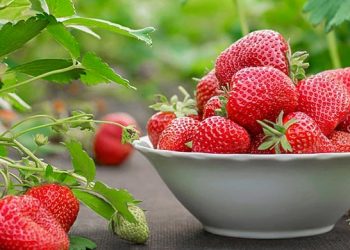 Яку полуницю вибрати: звичайну чи ремонтантну?