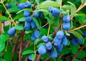 Не забудьте подбати про жимолость після плодоношення