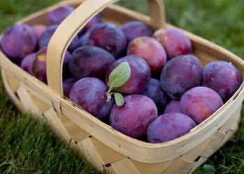 З чим пов’язане осипання слив?