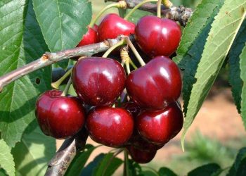 Як уберегти черешню від шпаків