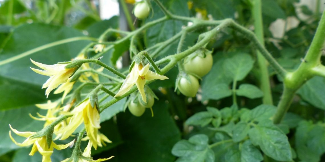 Листя помідорів видаляйте обережно