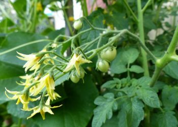 Листя помідорів видаляйте обережно