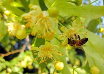 Цілющі властивості липи