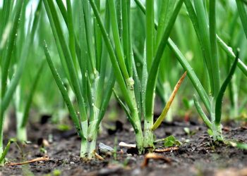 Як боротися з цибулевою мухою