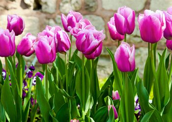 Чи викопувати цибулинні?