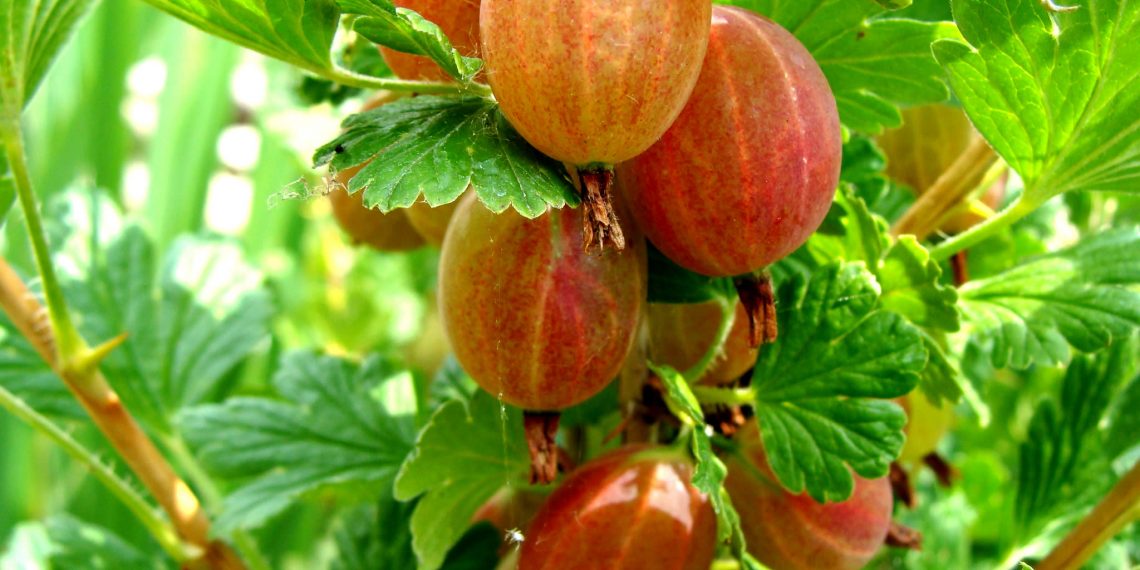 Агрус “горить” і плямами вкривається: що робити?