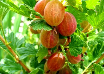 Агрус “горить” і плямами вкривається: що робити?