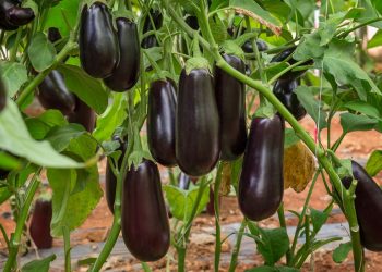 Як пасинкувати баклажани