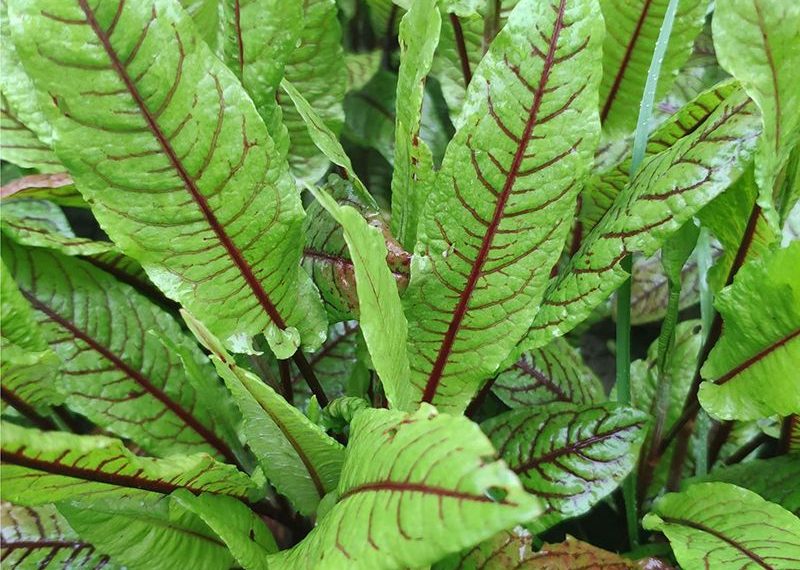 Корисний щавель із мінімумом кислоти: сорт “Кривава Мері”