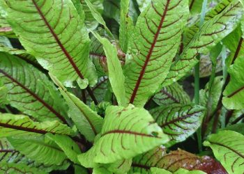 Корисний щавель із мінімумом кислоти: сорт “Кривава Мері”