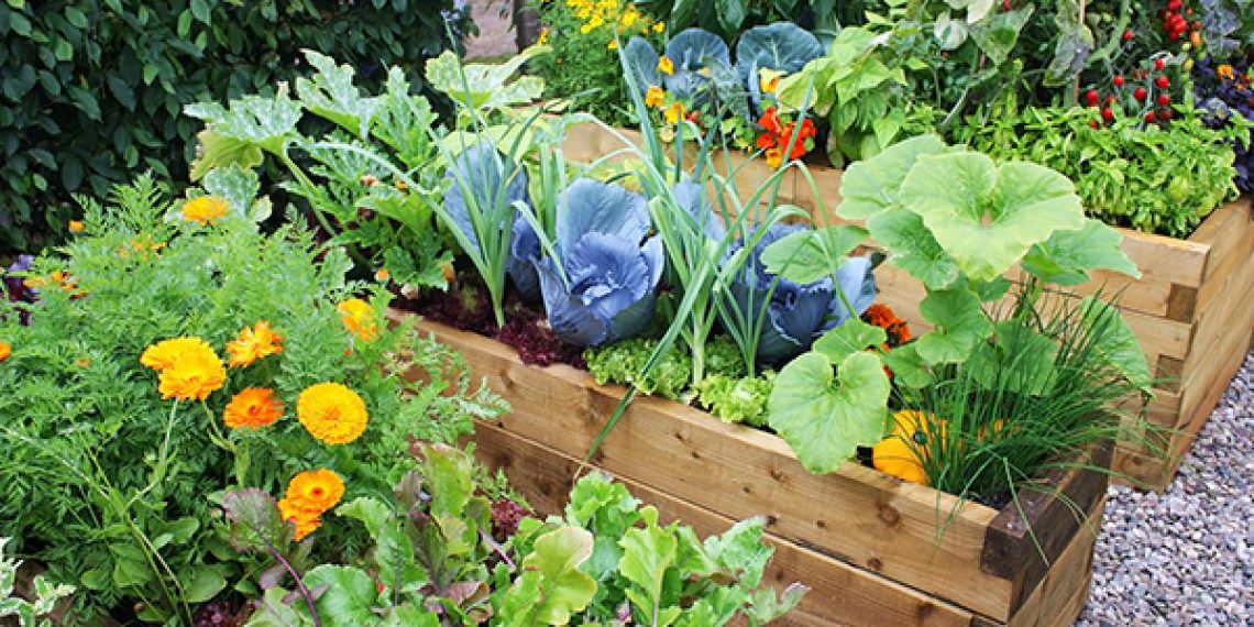 Власна городина також може стати зброєю проти окупанта