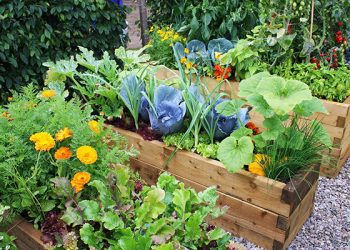 Власна городина також може стати зброєю проти окупанта