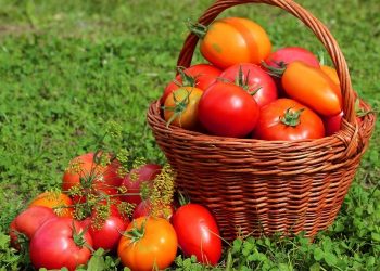5 кроків до хорошого врожаю томатів