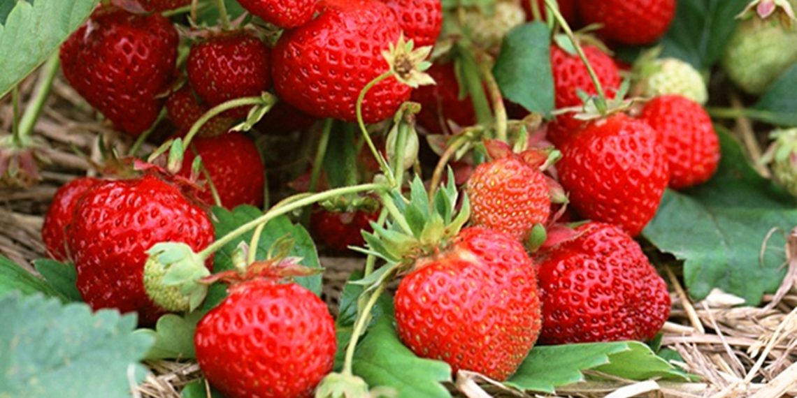 Що робити з вусами полуниці