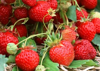 Що робити з вусами полуниці