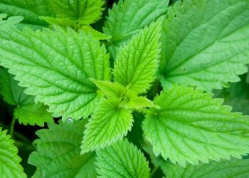Добриво з кропиви: 7 способів застосування на городі
