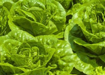 Салат поливайте, щоб не гірчив