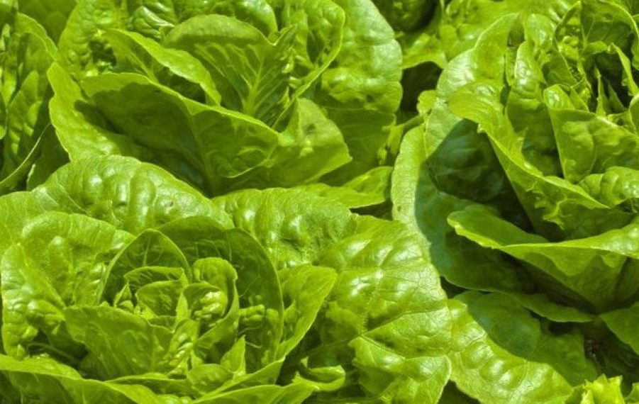 Салат поливайте, щоб не гірчив