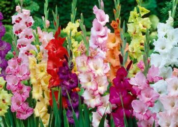 Чому гладіолуси не цвітуть?