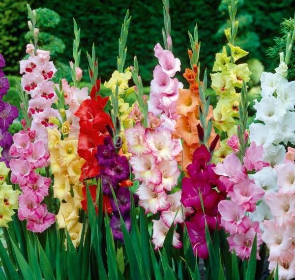 Чому гладіолуси не цвітуть?