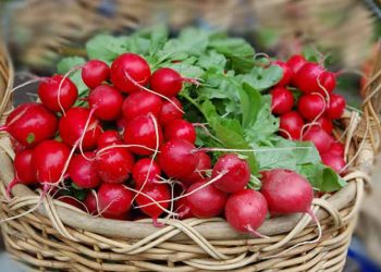 6 причин, чому не росте редиска