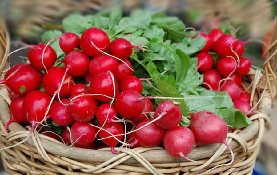 6 причин, чому не росте редиска