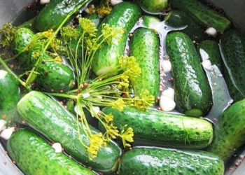 Закусочні огірки, смачніші за малосольні