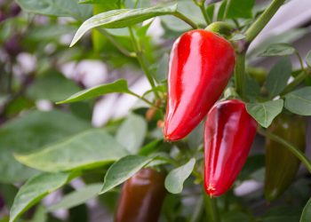 Перець без “корони”: чи потрібно її позбуватись?