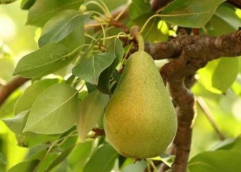 Допоможіть почервонілій груші