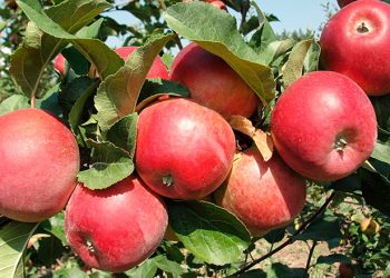 Яблунькам підготуйте правильні підпори