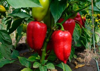 Сонце яскраве до перцю не ласкаве