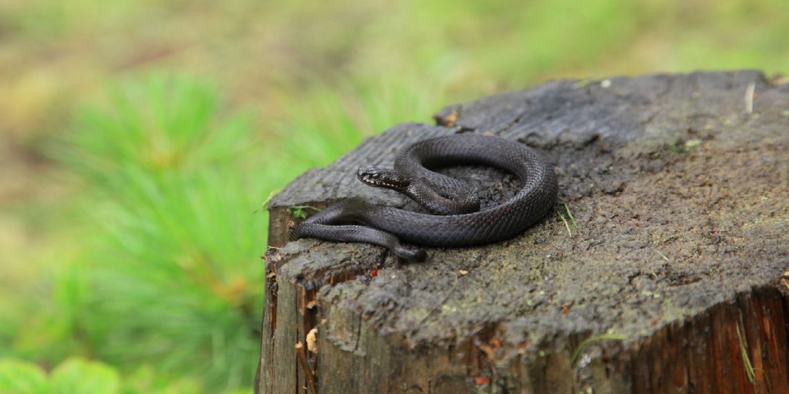 Зустріч із гадюкою
